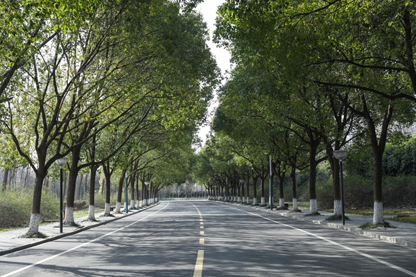 早春的林荫大道,金色阳光洒下,带来丝丝暖意
